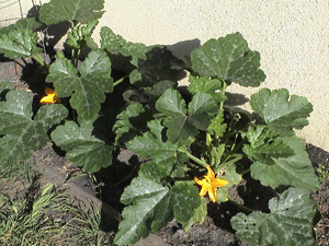 Zucchini Photo ©Valentina Cirasola Photo ©Valentina Cirasola