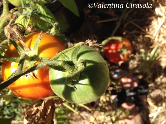 Tomatoes_Under_My_Feet