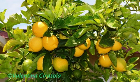 My Lemon Tree