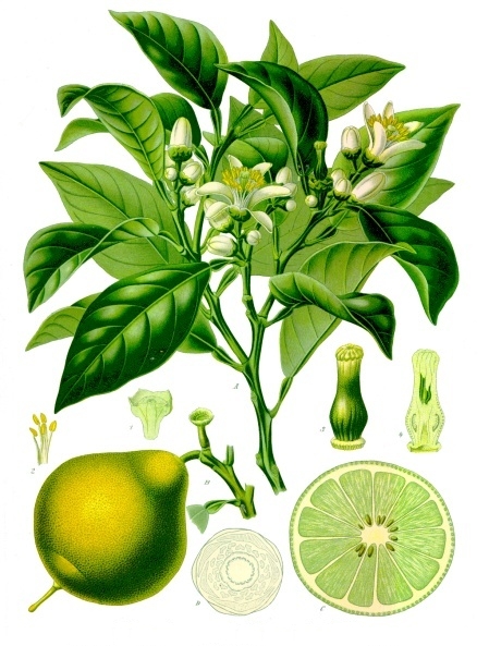 Citrus_bergamia_-_Köhler–s_Medizinal-Pflanzen-184