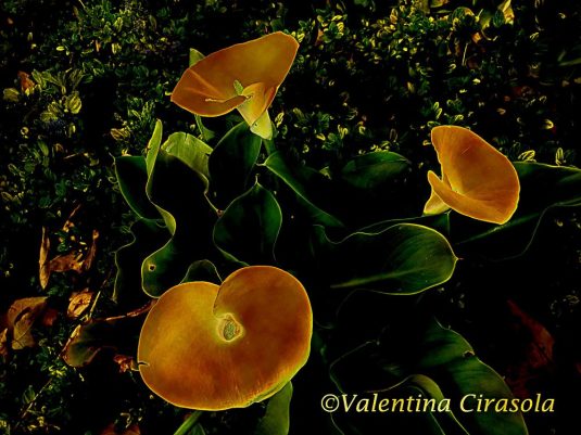 3 Calla Lilies Vignette