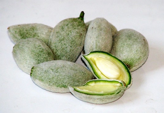 Green Almond - Game Widow - Wikipedia